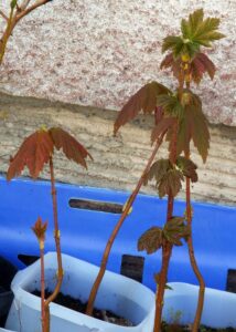 Sycamores 2026 | Classifieds | Advertiser.ie Classifieds